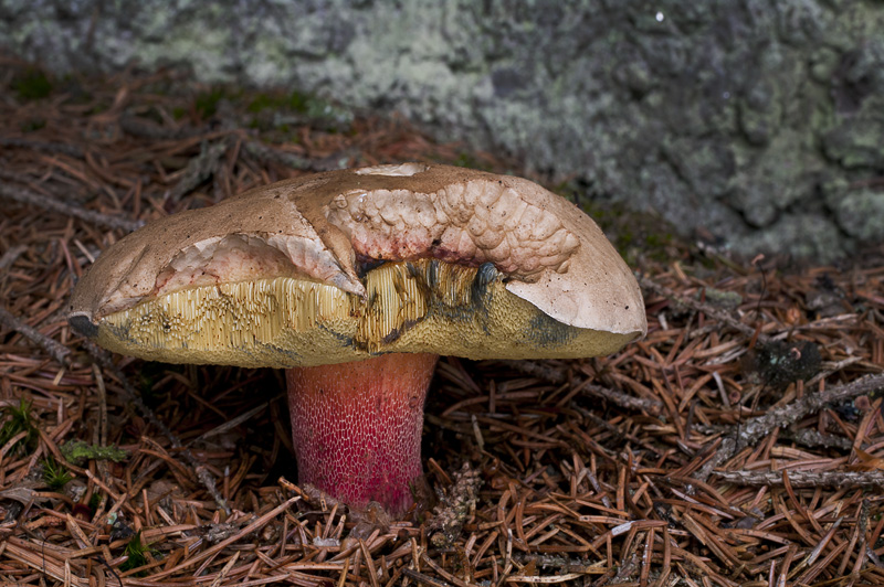 Boletus calopus